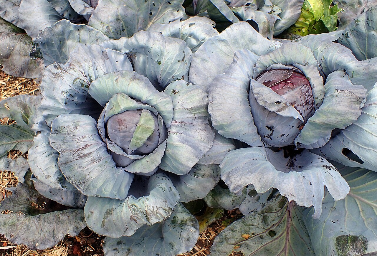 Rotkohl Rezept klassisch deutsch selber machen